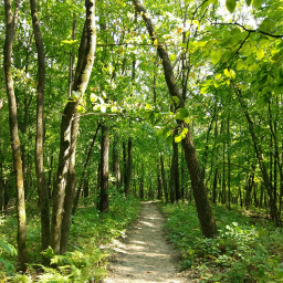 The trail cutting between tall timbers