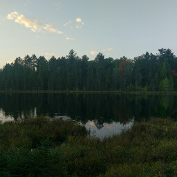 Tall pines line the lake at the end of the boardwalk